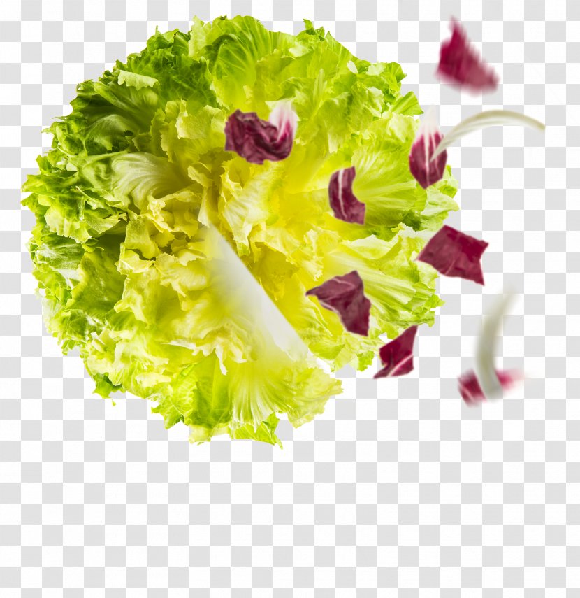 Romaine Lettuce Sugarloaf Chicory Endive Salad - Tree Transparent PNG