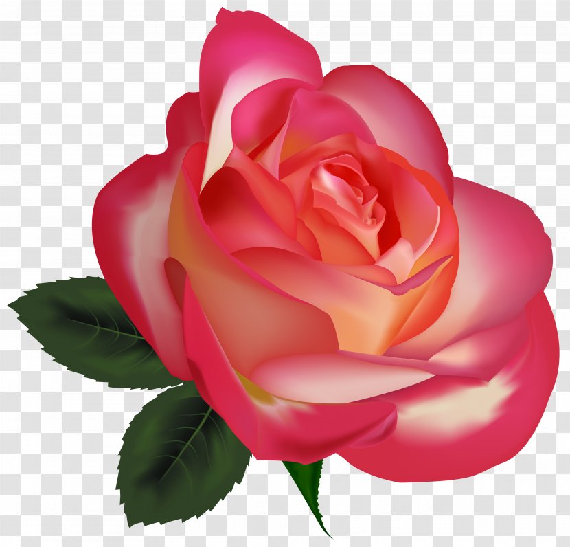 Best Roses Flower Clip Art - Rose Order - Pink Flowers Transparent PNG