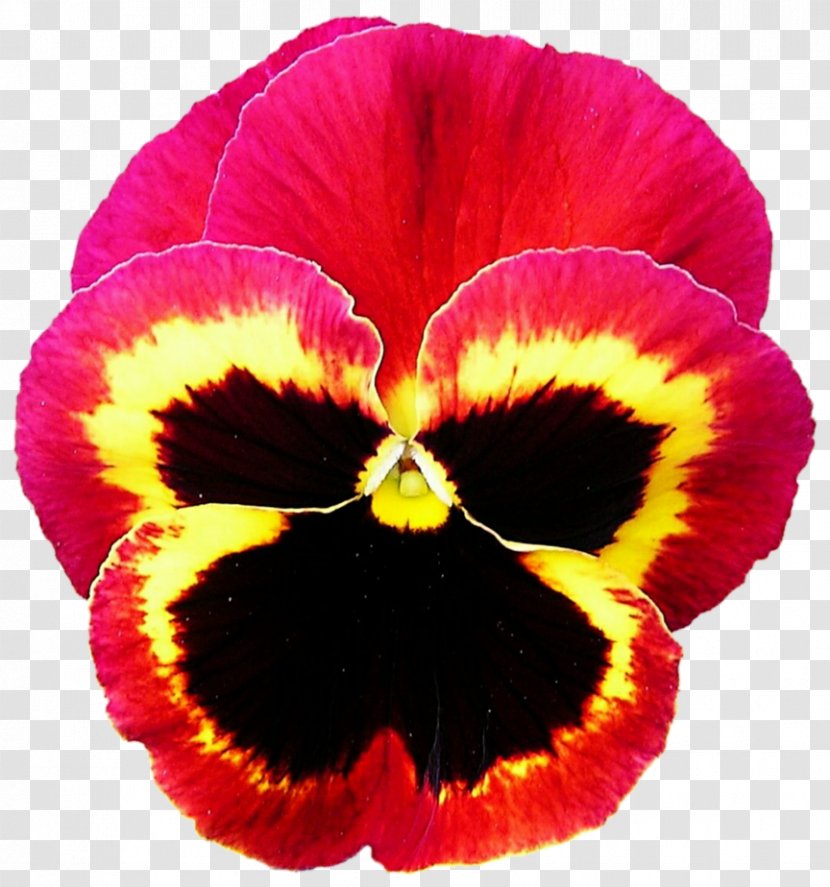 Pansy Violet Annual Plant Red - Vibrant Transparent PNG
