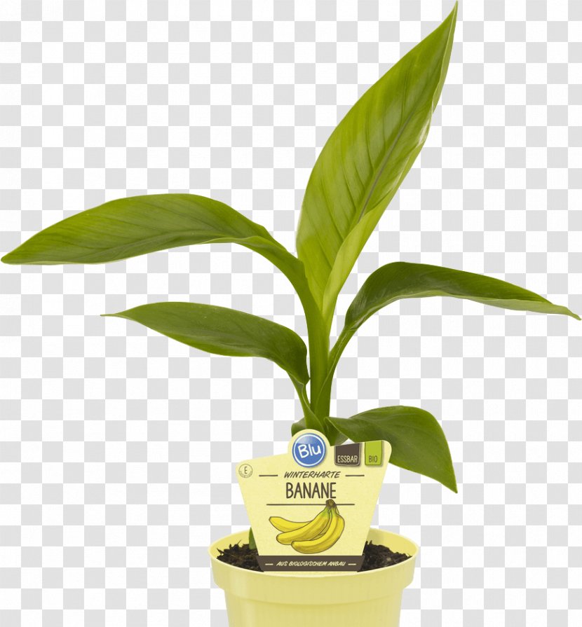Hardy Banana Plantain Plants Bylina Herbaceous Plant - Flower Transparent PNG