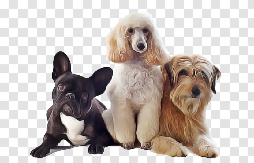 Dog Breed Companion Puppy Spaniel - Sporting Group Transparent PNG