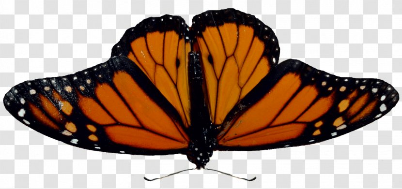 Monarch Butterfly Angangueo Curious Critters - Michigan LycaenidaeButterfly Image Transparent PNG