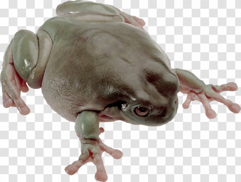 Toad Tree Frog Edible - Pepe The Transparent PNG