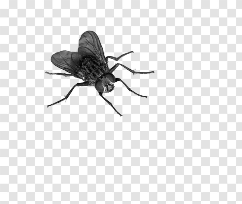 Fly Insect - Mosquito Tachinidae Transparent PNG