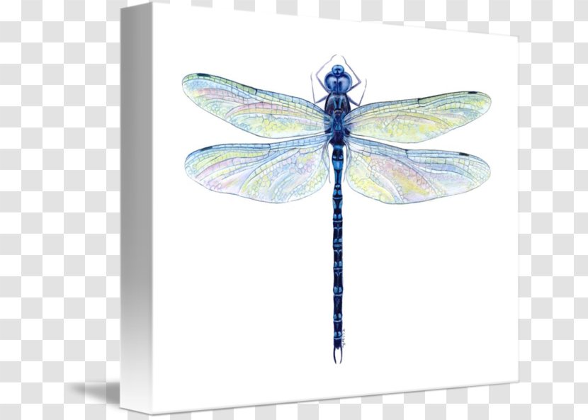 Dragonfly Insect Watercolor Painting Drawing - Stencil Transparent PNG