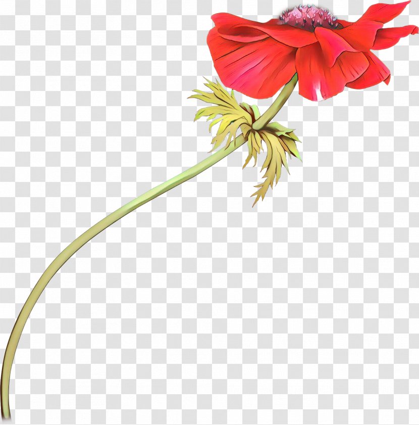 Flower Red Plant Flowering Petal - Hippeastrum Stem Transparent PNG