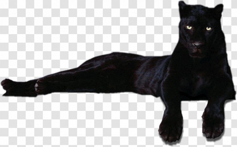 Panthera Dog Breed - Carnivoran - Pantera Transparent PNG