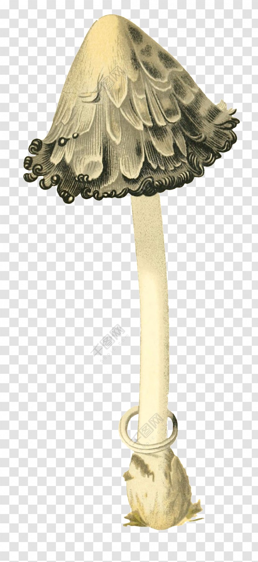 Stock Photography Royalty-free Mushroom Image - Brass - Wild Mushrooms Transparent PNG