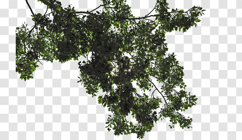 Clip Art Leaf Image Branch - Plants Transparent PNG