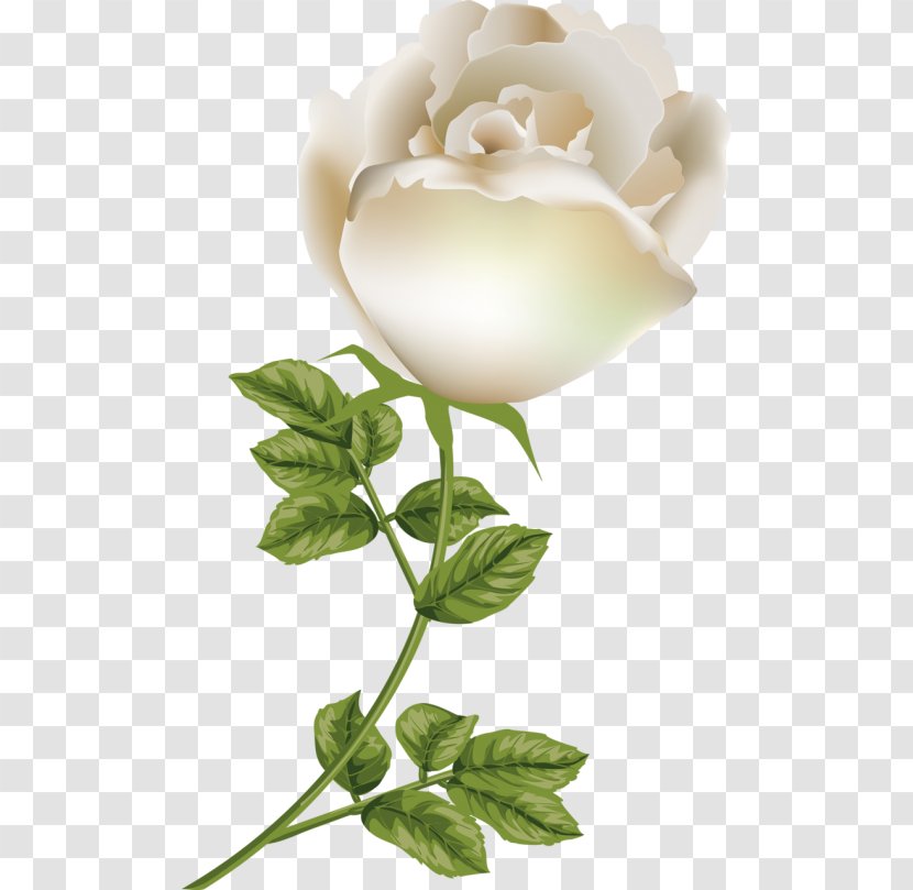 Garden Roses Floral Design Cut Flowers Petal - Rose Transparent PNG