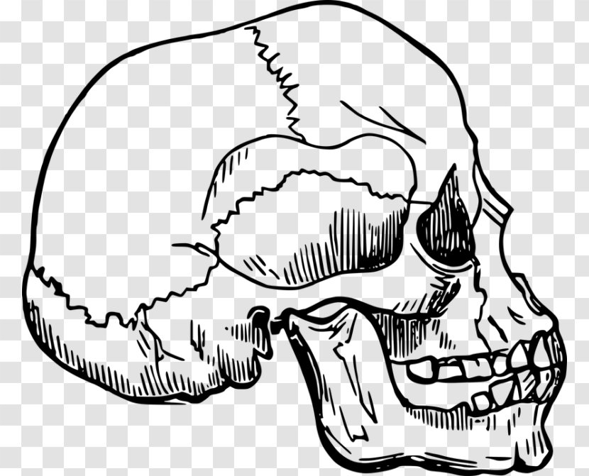 Skeleton Bone Skull Clip Art - Tree Transparent PNG