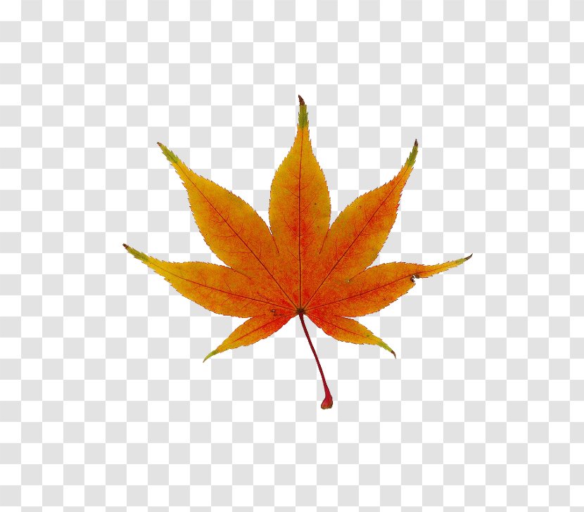 Japanese Maple Red Leaf Tree - Spray And Psd File Transparent PNG