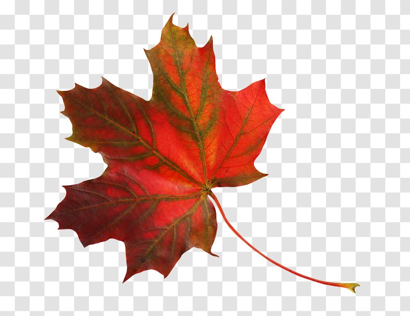 Maple Leaf Raster Graphics Editor Clip Art - Tree - Greenwood Clipart Transparent PNG