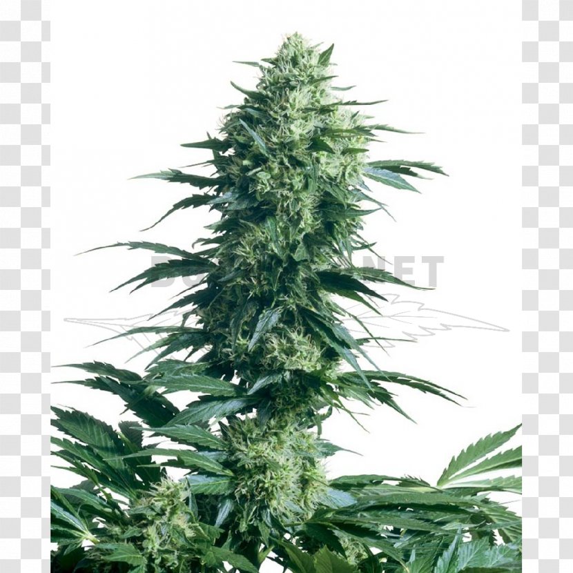 Sensi Seeds Autoflowering Cannabis Seed Bank Transparent PNG