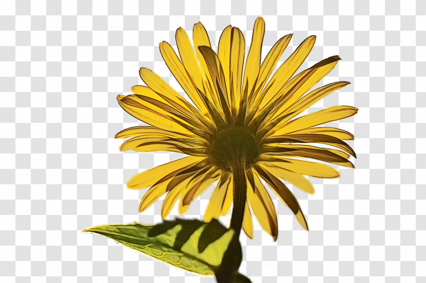 Sunflower Transparent PNG