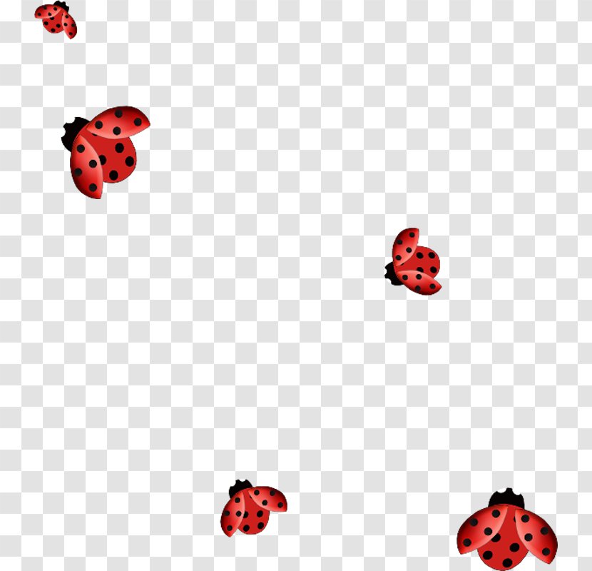 Ladybird Beetle Clip Art - Coccinella Septempunctata - Ladybug Transparent PNG