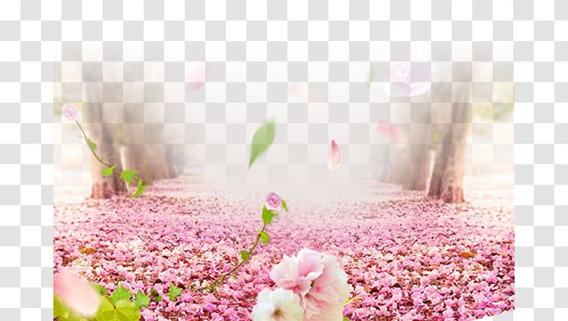 Cherry Blossom Flower - Flora - Road Transparent PNG
