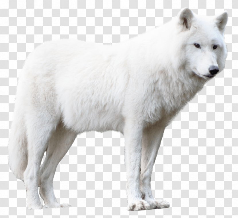 Greenland Dog Alaskan Tundra Wolf Arctic Fox German Pinscher - Carnivoran Transparent PNG