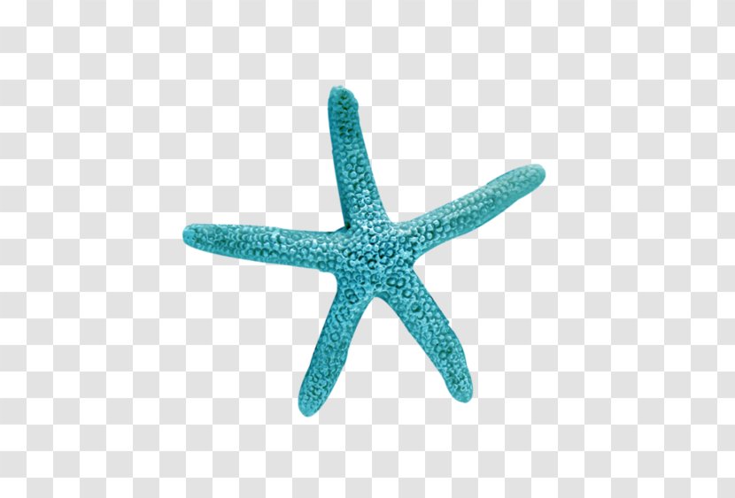 Starfish Blue Sea Turquoise Transparent PNG