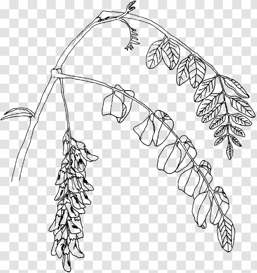 Twig Plant Stem Leaf Line Art - Black Locust Transparent PNG