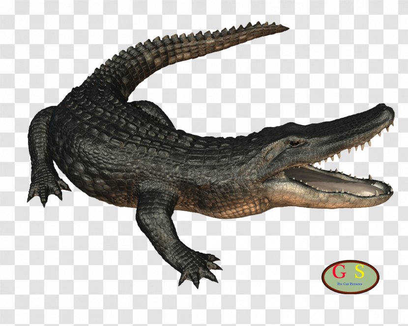 Nile Crocodile American Alligator Desktop Wallpaper - Crocodiles - Om Transparent PNG