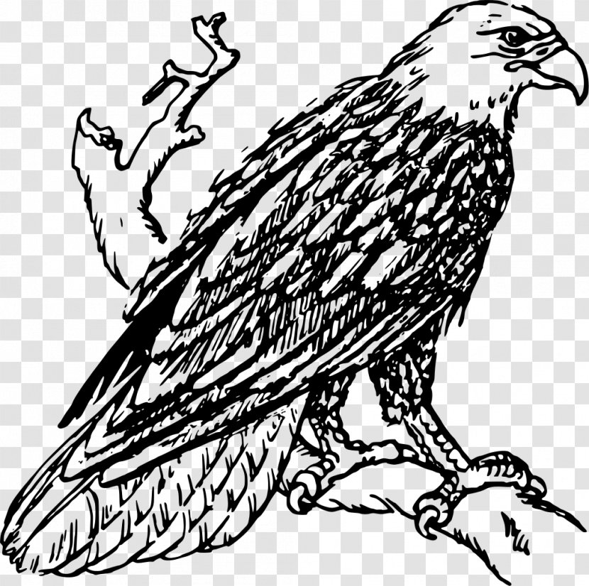 Bald Eagle White-tailed Golden Clip Art - Branch Transparent PNG