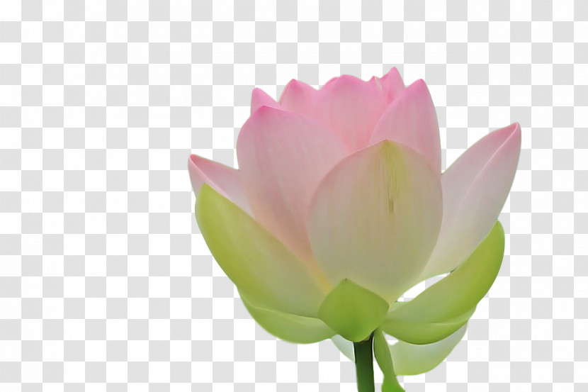 Sacred Lotus Plant Stem Bud Nelumbonaceae Close-up Transparent PNG