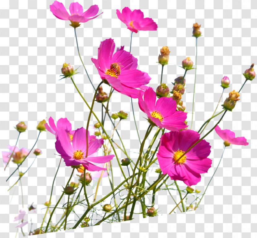 Desktop Wallpaper Flower 1080p IPhone - Herbaceous Plant - Wild Flowers Transparent PNG