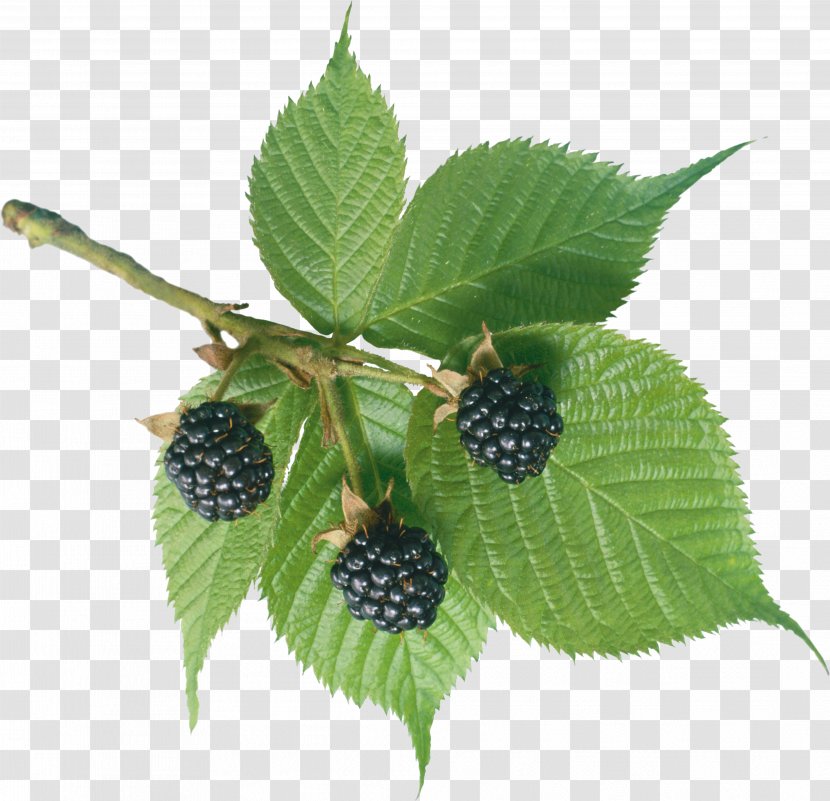 Frutti Di Bosco Blackberry Blackcurrant Lingonberry - Depositfiles Transparent PNG
