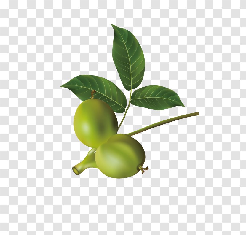 Walnut Dried Fruit - Tree - Clover Transparent PNG