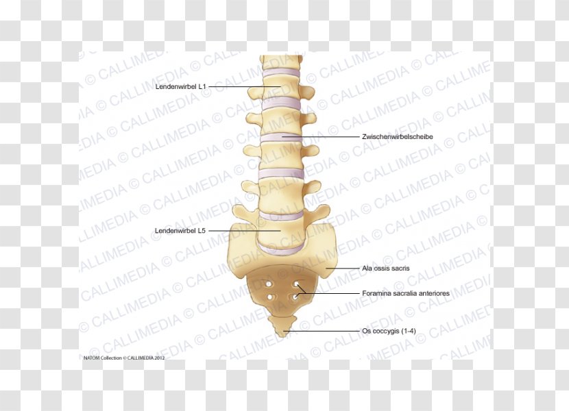Lumbar Vertebrae Rachis Vertebral Column Bone - Cartoon - Intervertebral Foramen Transparent PNG