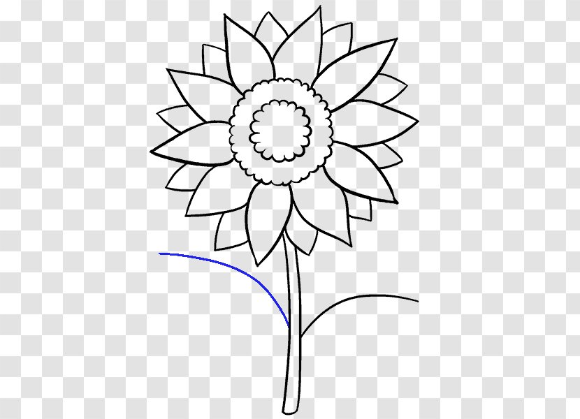 Drawing Common Sunflower Art Sketch - Museum - Solitary Vector Transparent PNG