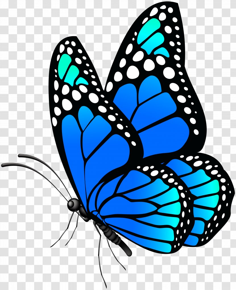 Butterfly Morpho Menelaus Blue Papilio Ulysses - Symmetry - Clip Art Image Transparent PNG