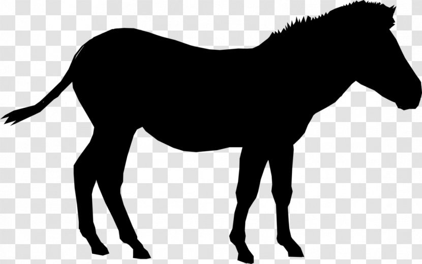 Foal Mustang Pony Mare Stallion - Mane - Bridle Transparent PNG