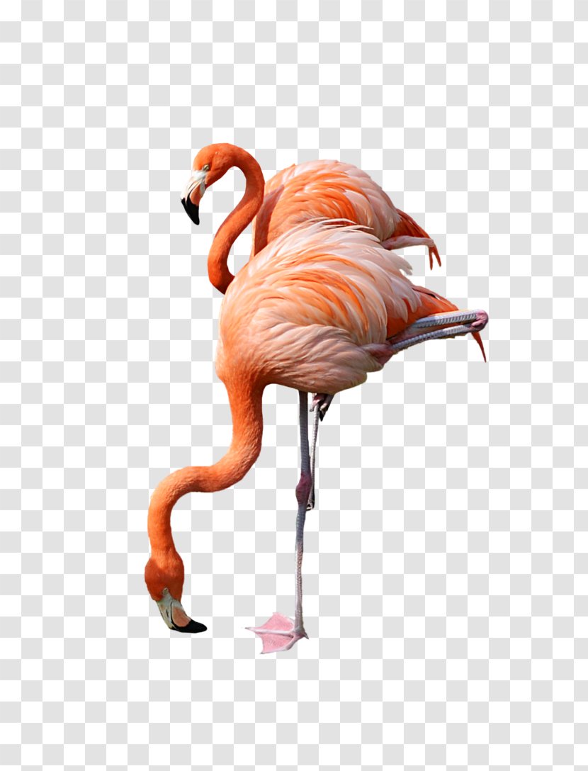 Flamingo Clip Art - Bird - Pink Transparent PNG