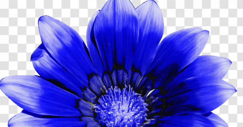 Blue Petal Flower Cobalt Blue Purple Transparent PNG