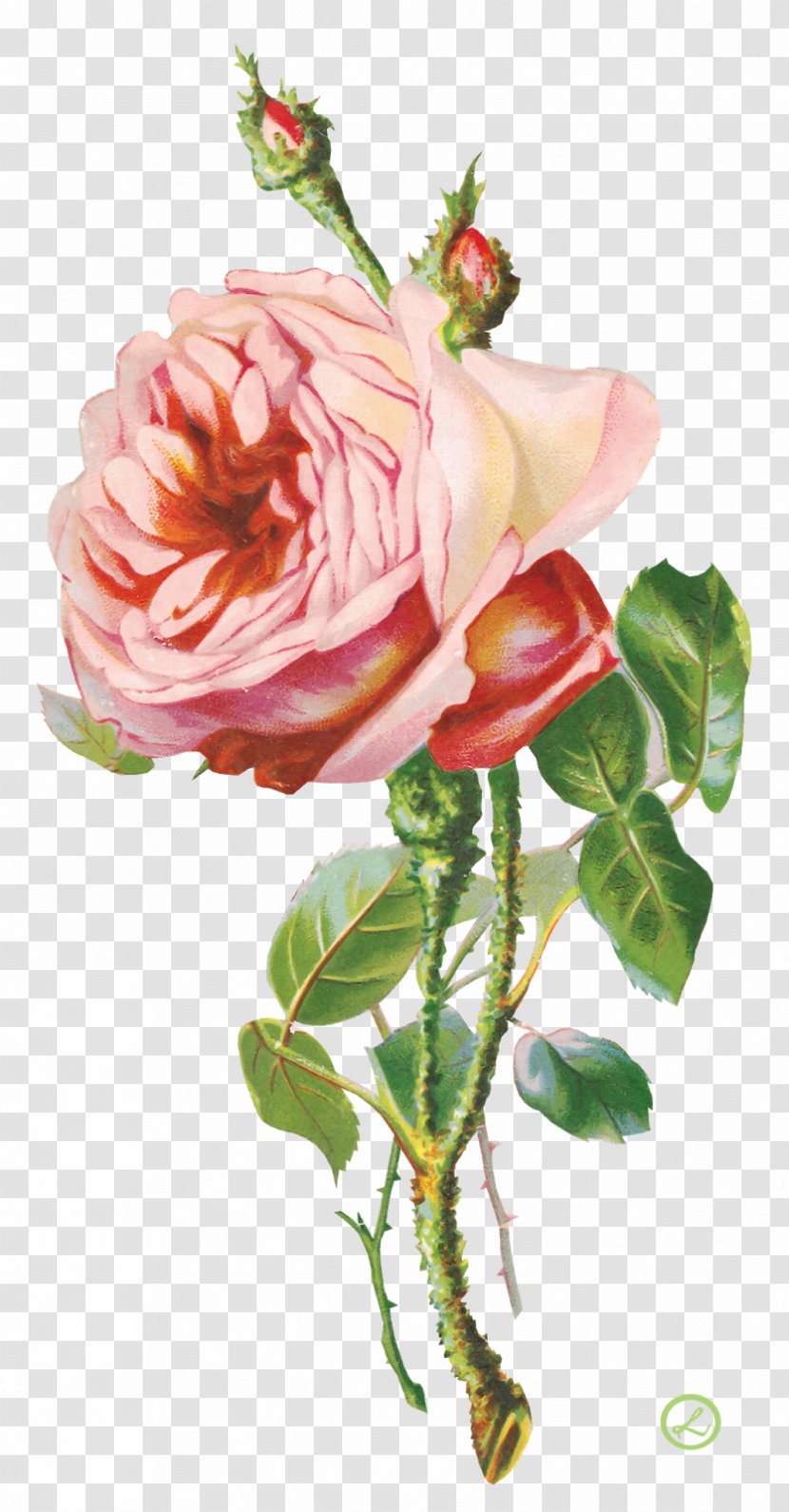 Clip Art Flower Garden Roses Image - Cut Flowers Transparent PNG