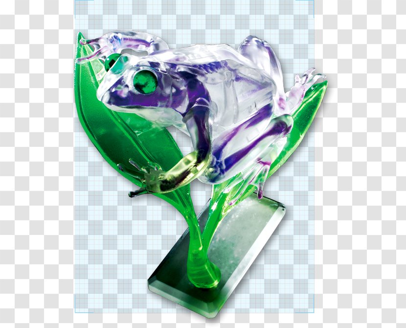 Puzzle Tree Frog 透明骨格標本 Megahouse Transparent PNG
