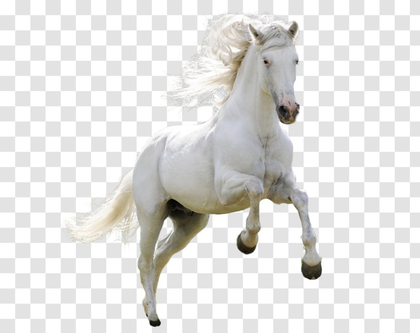 Horse Download Icon - Rgb Color Model - Running Transparent PNG