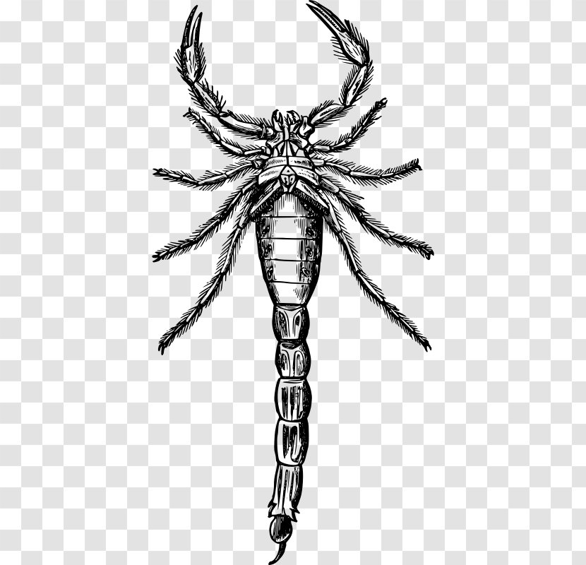 Scorpion Drawing Clip Art Transparent PNG