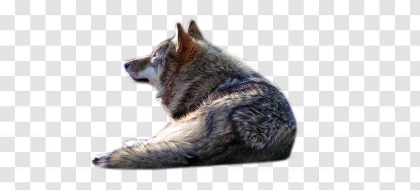 Gray Wolf PhotoScape - Carnivoran - Black Transparent PNG