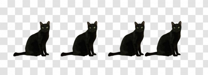 Cat Black Flightless Bird White Transparent PNG