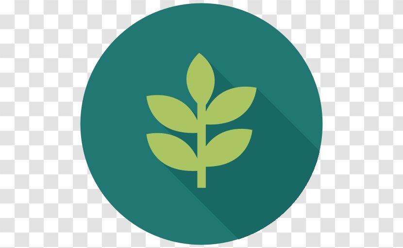 Tea Organic Food Olive Oil - Green - Mint Leaf Transparent PNG