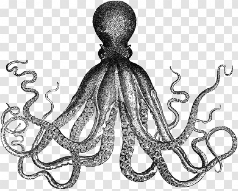 Octopus Antique Kraken Clip Art - Printing - Squid Transparent PNG