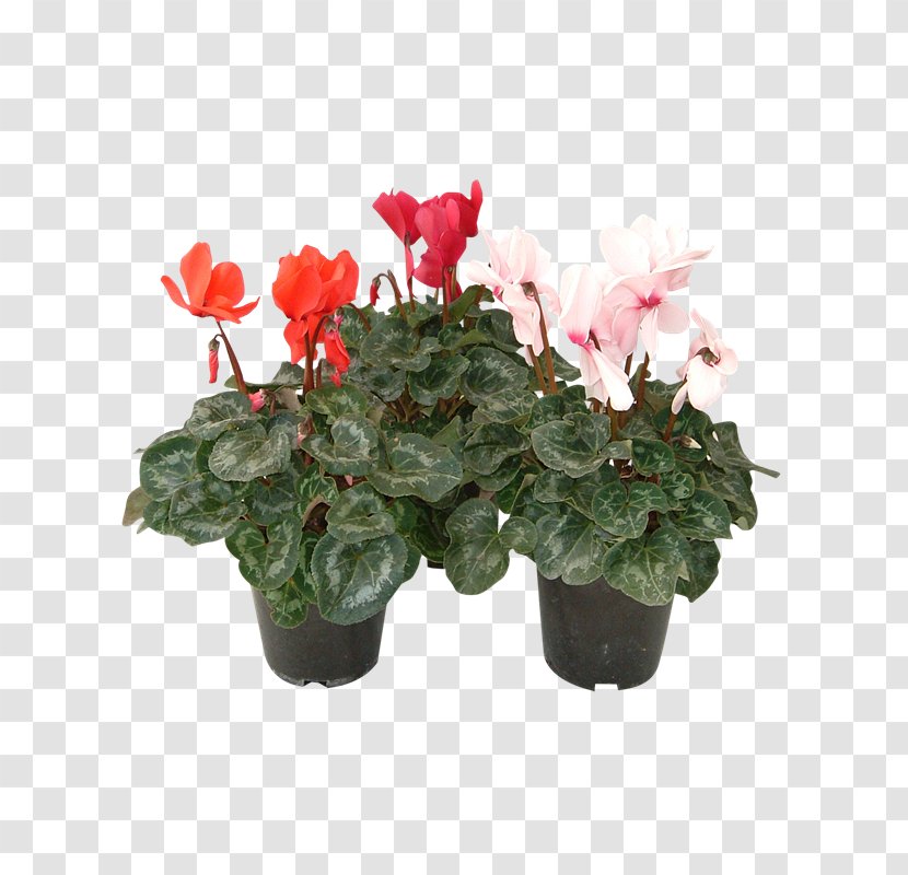 Cyclamen Flowerpot Houseplant Artificial Flower - Annual Plant Transparent PNG