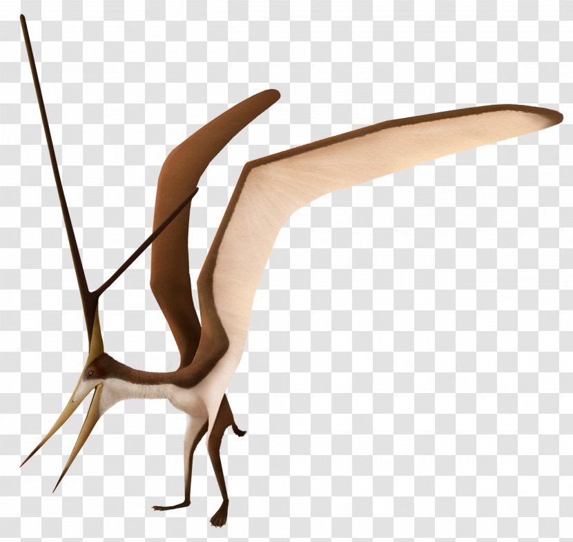 Nyctosaurus Pterodactyloidea Ornithocheiroidea Dinosaur Pteranodon - Geosternbergia Transparent PNG