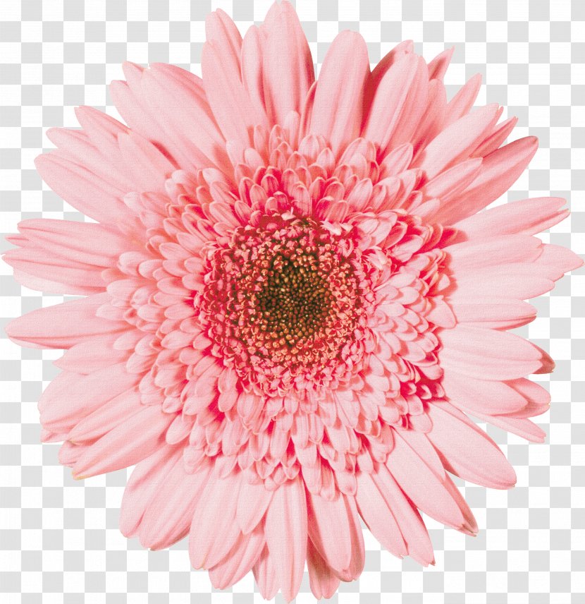 Transvaal Daisy Stock Photography Flower Depositphotos - Marguerite Transparent PNG