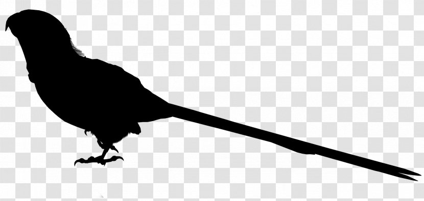 Beak Fauna Line Silhouette Transparent PNG