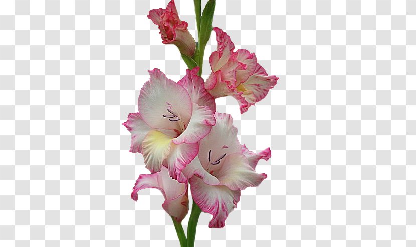 Gladiolus Cut Flowers Pink M - Seed Plant - Courage Transparent PNG