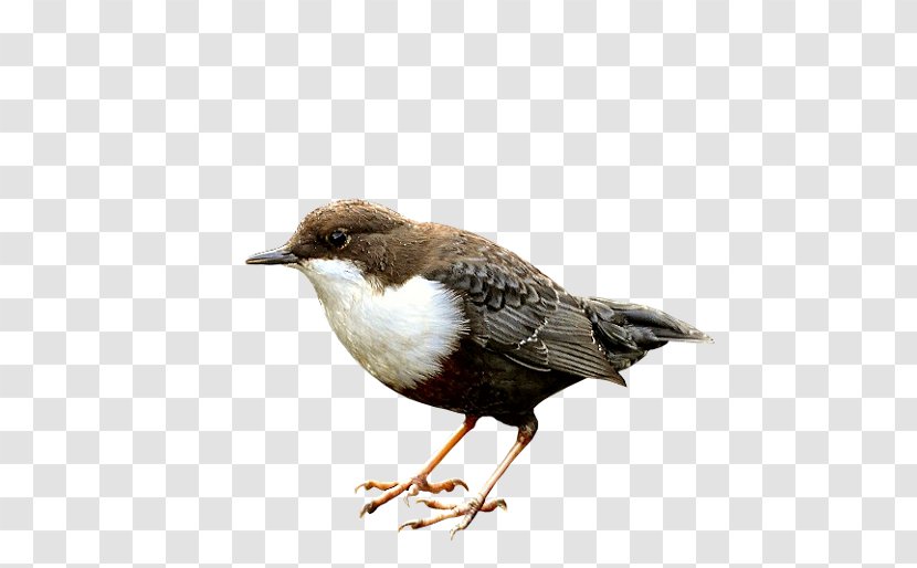 Bird Eurasian Magpie American Sparrows Reptile White-throated Dipper - House Sparrow Transparent PNG